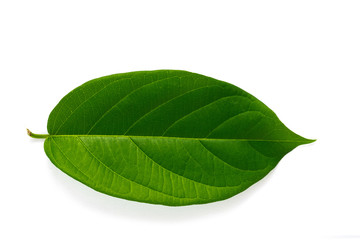 Fototapeta na wymiar Green leaves on a white background