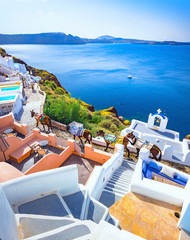 Donkeys at Oia town on Santorini island, Greece. Traditional and famous houses and churches with...