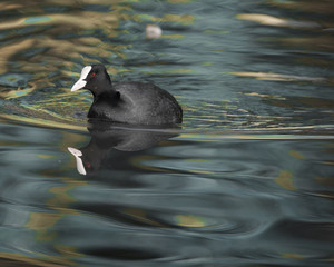 Coot