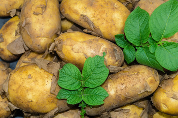 Kartoffeln