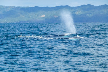 Naklejka premium Humpback whale blow water. Dominican Republic.