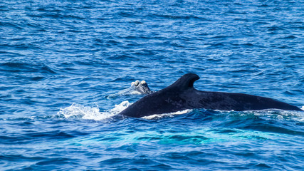 Fototapeta premium Dorsal fin on the Humpback whale. Dominican Republic.