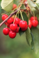 Ripe cherries on a tree branch