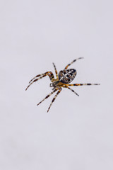 Araneus diadematus