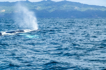 Humpback whale blow water. Dominican Republic.