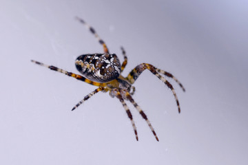 Araneus diadematus, parfois appel&eacute;e Araign&eacute;e des jardins ou Araign&eacute;e porte-croix. Photo sur fond blanc