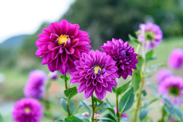 Obraz premium 紫色のダリアの花