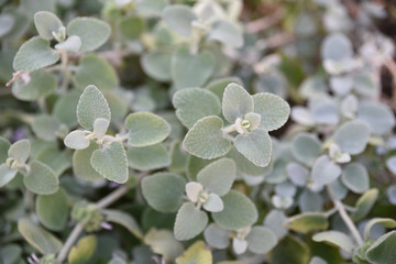 Ballota pseudodictamnus au jardin