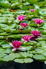 beautiful waterlilly flowers in summer time