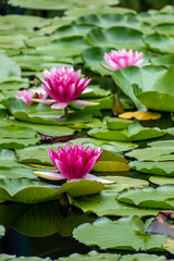 beautiful waterlilly flowers in summer time