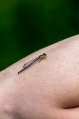 dragonfly on skin