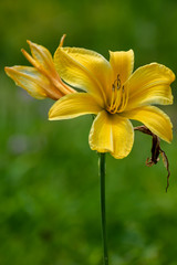 Obraz premium beautiful Hemerocallis fulva flower in summer time