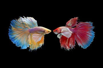 Keuken spatwand met foto The moving moment beautiful of yellow and red half moon siamese betta fish or dumbo betta splendens fighting fish in thailand on black background. Thailand called Pla-kad or big ear fish. © Soonthorn