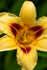 Fototapeta premium beautiful Hemerocallis fulva flower in summer time