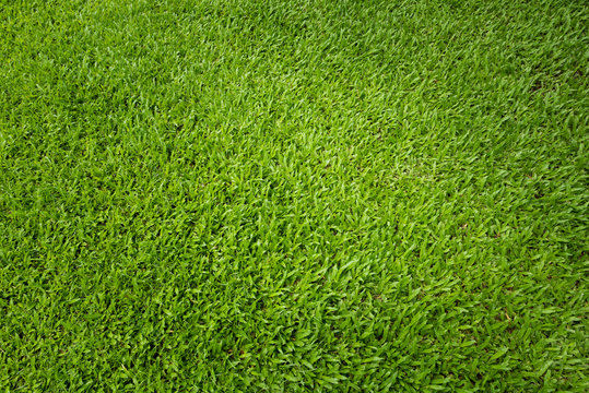 Natural green sward background and texture, Top view Green grass background