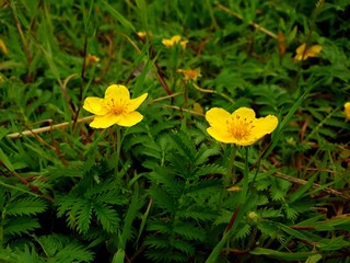 Flowers of dandelion in June, in Russia