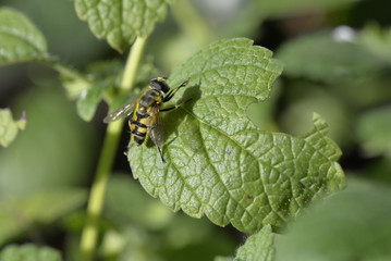 Guèpe commune sur une feuille