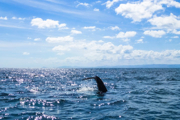 Caudal / tail fin on the Humpback whale making a big splash and dives into the ocean. Dominican...