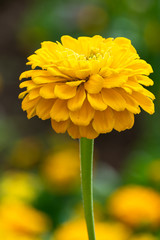 yellow flower with water drops of morning dew