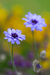 beautiful Cichorium Intybus flowers in summer time