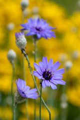 beautiful Cichorium Intybus flowers in summer time