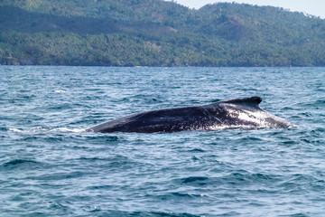 Obraz premium Dorsal fin and back of a huge Humpback whale. Dominican Republic.