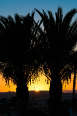Sunset palmtrees