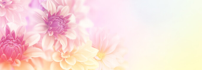 weiche romantische Dahlienblume im süßen Pastelltonhintergrund für Valentinsgruß- und Hochzeitskarte
