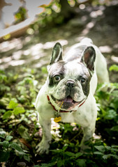 Fototapeta premium The French Bulldog