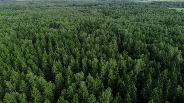 4K HD Aerial view camera moves rising up from green forest of dense mixed tree tops of pine trees and birches, fur tree. Drone footage.