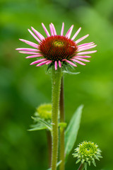 beautiful erigeron flower in summer time