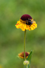 beautiful Echinacea flowers in summer time