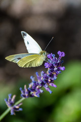 beautiful butterfly in summer time