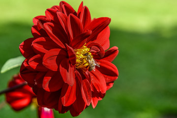 closeup of red flower