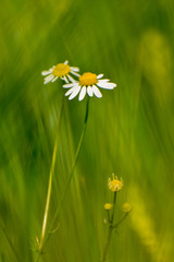 beautiful Bellis perennis flower in spring time © Radu