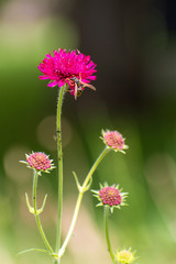 Fototapeta premium beautiful Scabiosa atropurpurea flowers in spring time