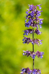 flowers on green background of blue sky