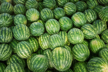 Ripe watermelons with a green striped rind