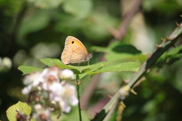 Fototapeta premium L'amaryllis