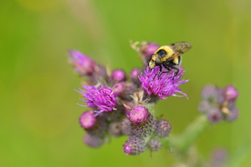 Hummel-Waldschwebfliege (Volucella bombylans)