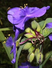 Tradescantia virginiana