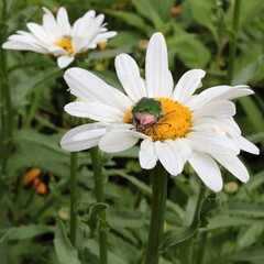 Obraz premium Margherita con maggiolino