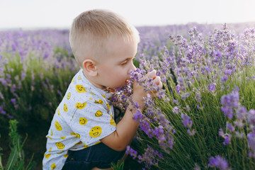 Tender little cute child baby boy sitting on purple lavender blossom meadow field, sniffing...