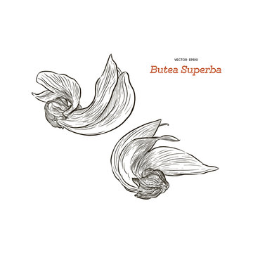 Butea Monosperma or Palash Flower of Southeast Asia. Hand draw sketch vector.