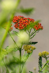 red flowers in the garden