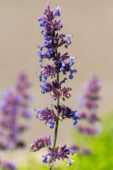 lavender flowers on blue background