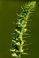 cactus isolated on white background