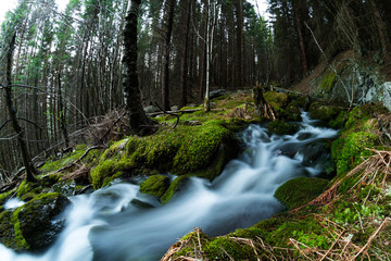 Stream in forest