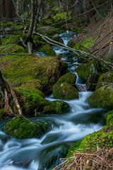 Stream in forest