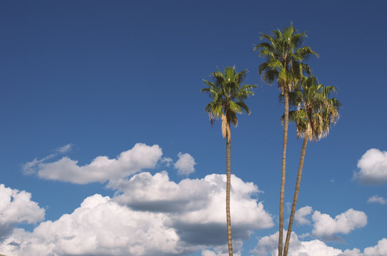 Palm trees, clouds, and blue sky background.